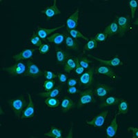 Anti-KLF4 Antibody
