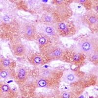 LY86 antibody