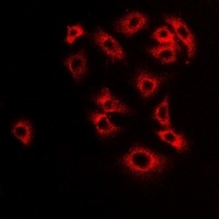 Anti-Monoamine Oxidase B Antibody