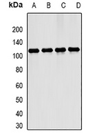 ERK5 Antibody