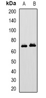 MAVS Antibody