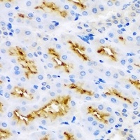 MBP antibody