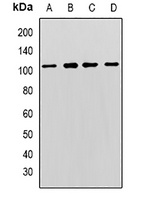 MCM3 Rabbit Polyclonal Antibody