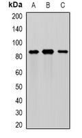 MEP1A Antibody