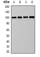 CD10 Antibody