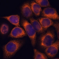 MMP25 antibody