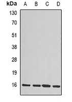 MSMB Antibody