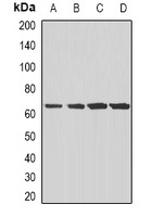 CD204 Rabbit Polyclonal Antibody