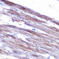 Anti-Myosin 1 Antibody