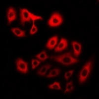 Anti-Myosin 1 Antibody