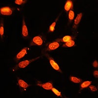 Anti-MYOG Antibody