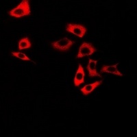 Anti-Calsarcin 1 Antibody