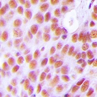 NASP antibody