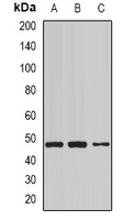 NCK1 Antibody