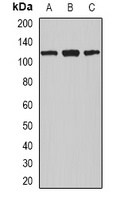 Nucleolin Rabbit Polyclonal Antibody