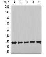 NUDE Rabbit Polyclonal Antibody