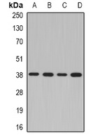 NDEL1 Antibody
