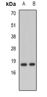 NDP Antibody