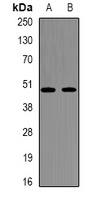 NDUFV1 Rabbit Polyclonal Antibody