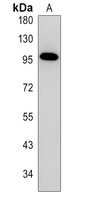 Anti-NFAT2 Antibody