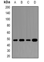 DAX1 Rabbit Polyclonal Antibody