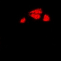 DAX1 Rabbit Polyclonal Antibody