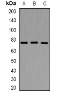 P protein Rabbit Polyclonal Antibody