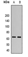 P2X4 Rabbit Polyclonal Antibody