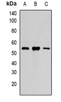 PAX3 Rabbit Polyclonal Antibody