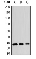 hnRNP E2 Rabbit Polyclonal Antibody