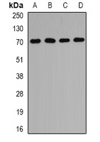 PEX5 Antibody