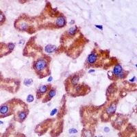 Anti-PEX5 Antibody