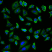 Anti-PEX5 Antibody