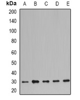 Prohibitin Rabbit Polyclonal Antibody