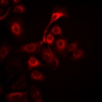 PHB antibody