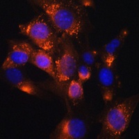 Adipophilin Antibody