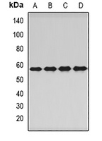 PNKP Antibody