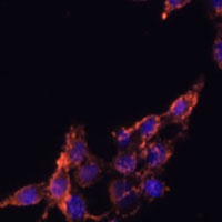 Anti-POR Antibody