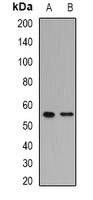 PPAR delta Rabbit Polyclonal Antibody