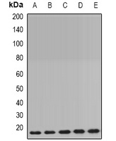 Cyclophilin B Antibody