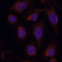 PPP2CB antibody