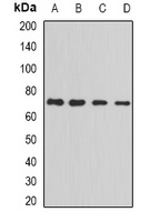 PRC1 Antibody