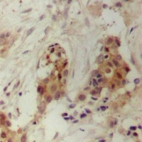 PRC1 Antibody