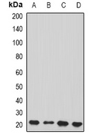 Peroxiredoxin 2 Rabbit Polyclonal Antibody