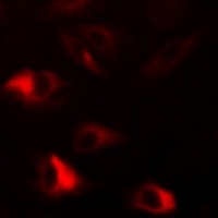 Anti-Peroxiredoxin 2 Antibody
