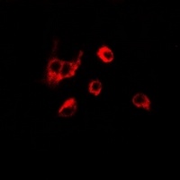 Anti-Peroxiredoxin 6 Antibody
