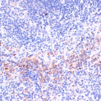 PRF1 antibody