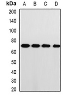 PRKG1 Rabbit Polyclonal Antibody