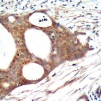 PRMT5 antibody