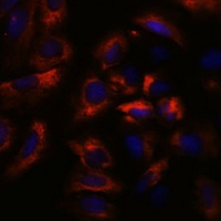 Anti-RAB27 Antibody